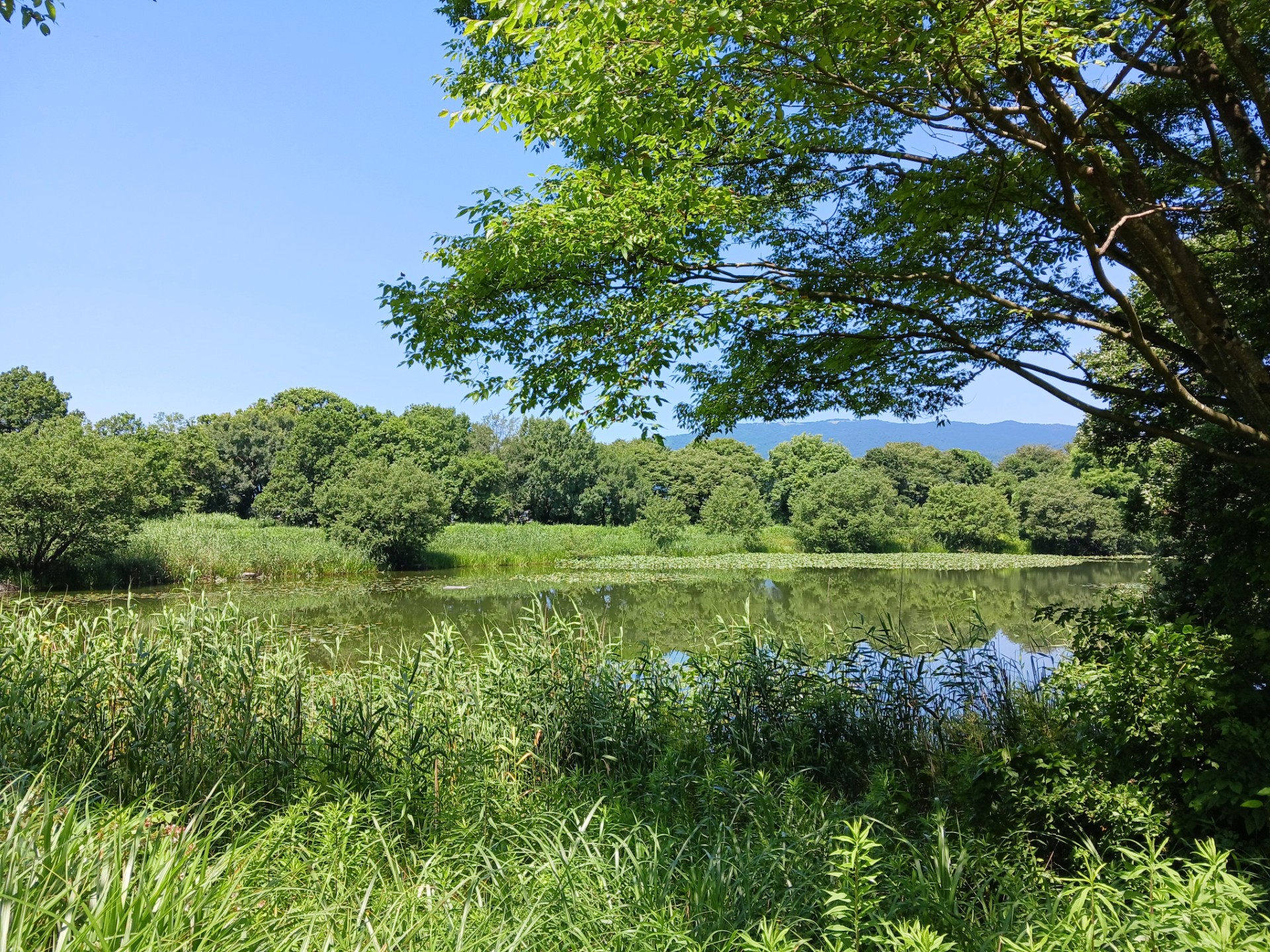 湖畔に広がる水辺の自然